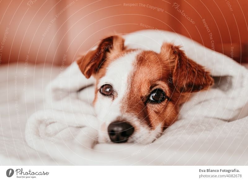 v cute dog jack russell sleeping tired rest resting eyes closed snout nobody enjoy lazy snore happy comfort beautiful relaxation domestic happiness dream