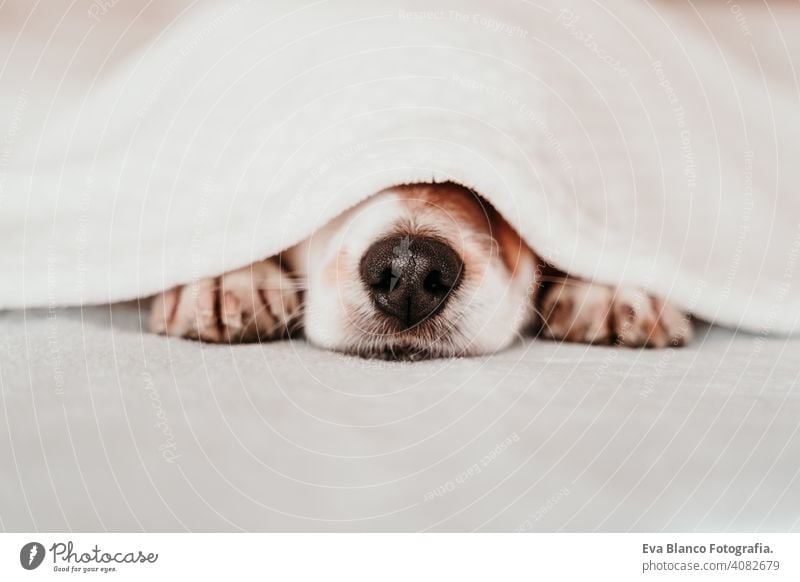 cute small jack russell dog resting on bed on a sunny day covered with a blanket sleeping tired eyes closed snout nobody enjoy lazy snore happy comfort