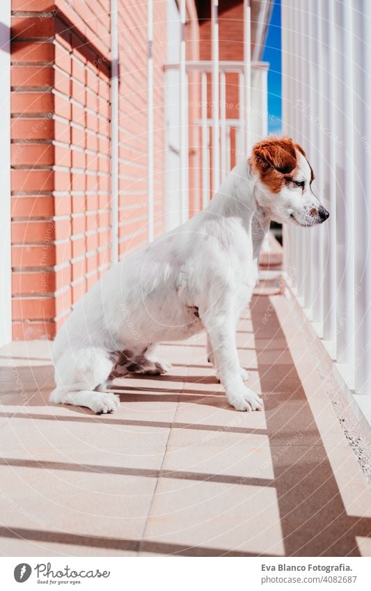 cute dog standing on a sunny day on a balcony terrace jack russell terrier outdoors house watching nobody portrait dream 1 animal doggy funny relax puppy happy