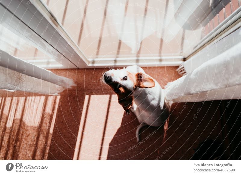 cute dog standing on a sunny day by the window home balcony terrace jack russell terrier outdoors house watching nobody portrait dream 1 animal doggy funny