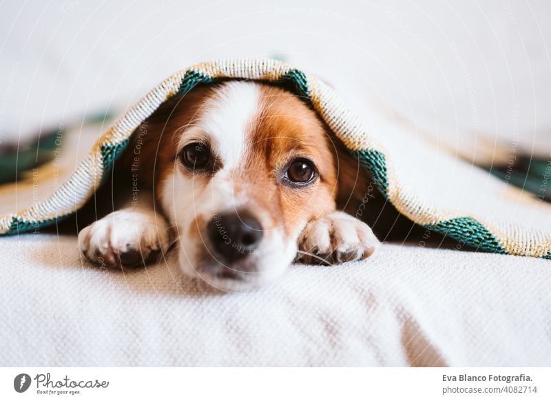 cute jack russell dog covered with ethnic blanket sitting on the couch at home. Lifestyle indoors pet daytime comfortable nobody colorful sofa small adorable