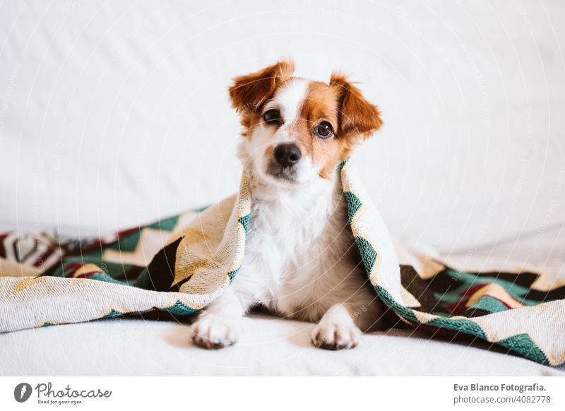cute jack russell dog covered with ethnic blanket sitting on the couch at home. Lifestyle indoors pet daytime comfortable nobody colorful sofa small adorable