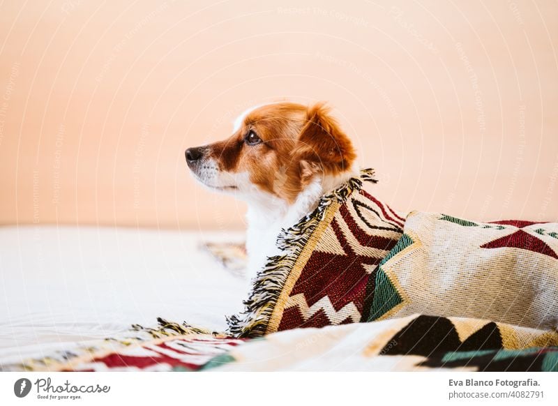 cute jack russell dog covered with ethnic blanket lying on bed at home. Lifestyle indoors pet daytime comfortable nobody colorful sofa couch small adorable rest