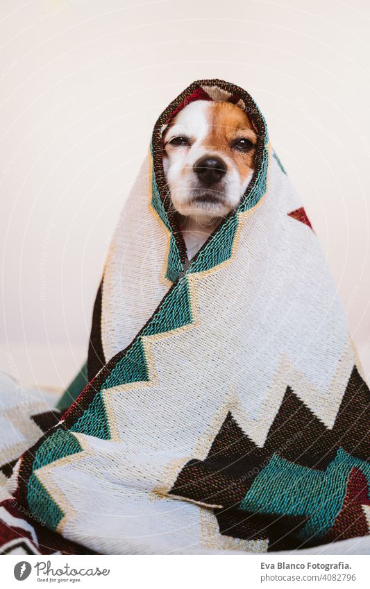 cute jack russell dog covered with ethnic blanket sitting on bed at home. Lifestyle indoors pet daytime comfortable nobody colorful sofa couch small adorable