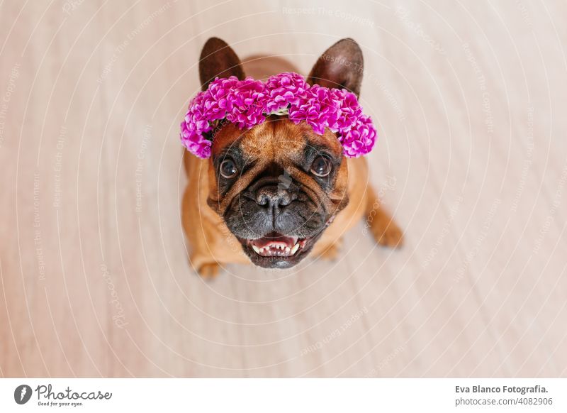 cute brown french bulldog sitting on the floor at home Wearing a beautiful purple wreath of flowers. Pets indoors and lifestyle adorable animal black crown