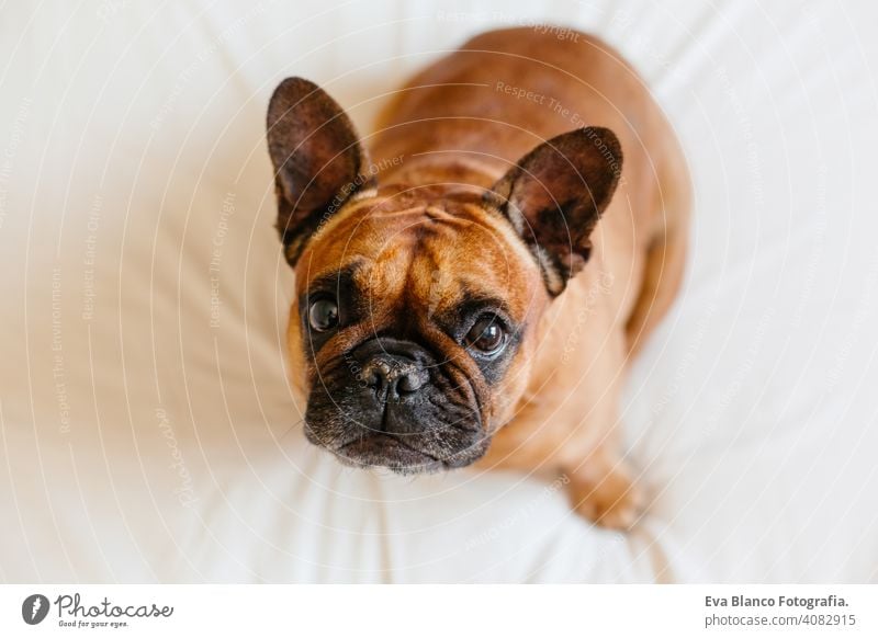 cute brown french bulldog sitting on the bed at home and looking at the camera. Funny and playful expression. Pets indoors and lifestyle adorable animal