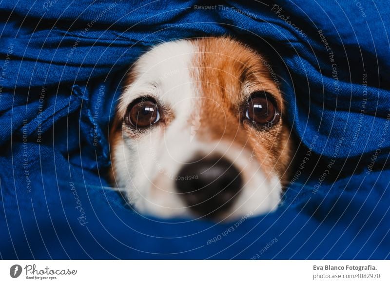 portrait of cute jack russell wrapped into a blue handkerchief classic blue scarf dog bed resting small lovely adorable relax fall white cover pet wake up