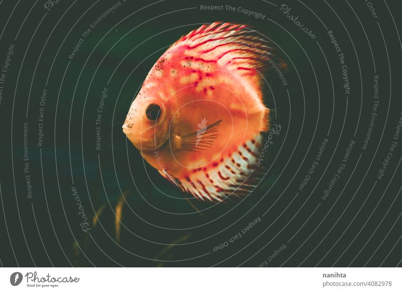 Exotic fish Symphysodon discus, in an aquarium exotic tropical snow red pigeon blood pet water warm expert equipment temperature control hobby leisure natural