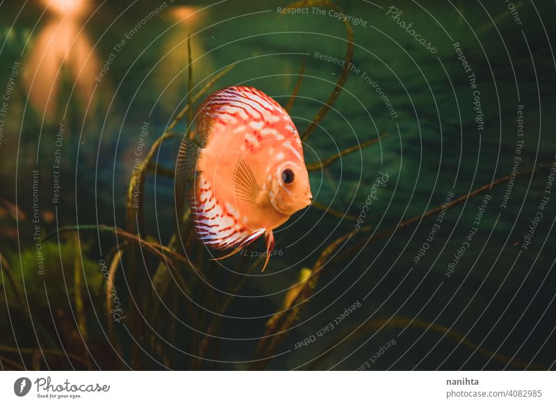 Exotic fish Symphysodon discus, in an aquarium exotic tropical snow red pigeon blood pet water warm expert equipment temperature control hobby leisure natural