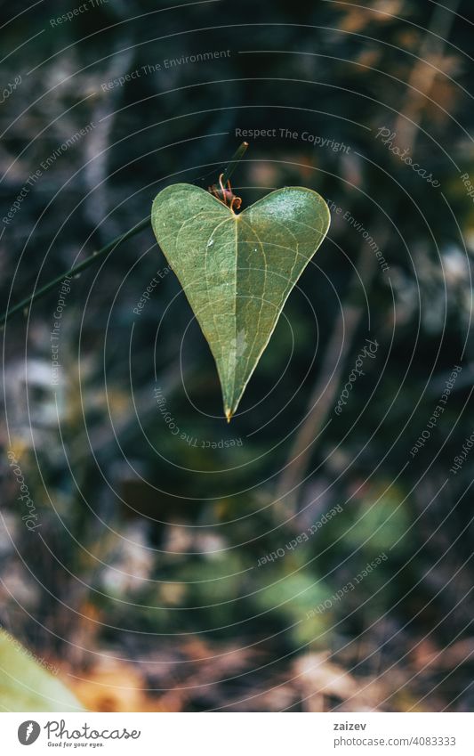 leave close up view of a smilax Smilax aspera alternate delicate thorns climber flexible long sharp stem heart leaf wild heart shape detail bokeh color foliage
