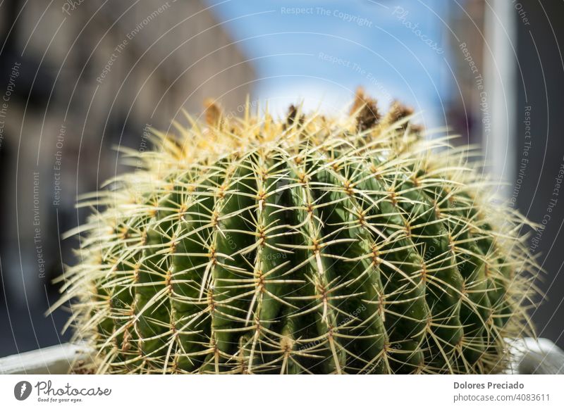 Close-up of a cactus cacti plant natural nature vivid colorful yellow spine summer green Plant Cactus Green Colour photo bright Mexico Desert