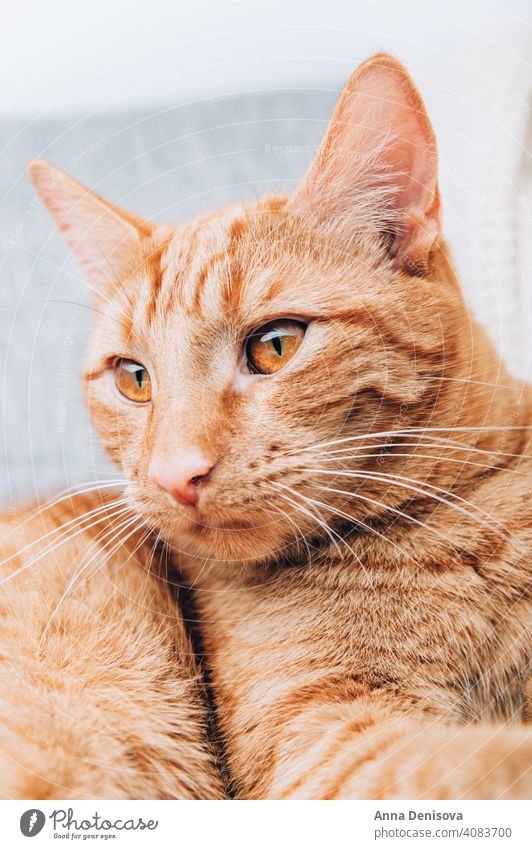 Ginger cat is laying on sofa ginger pet animal ginger cat cute portrait fluffy domestic orange red fur furry home comfort relax yellow adorable looking paw