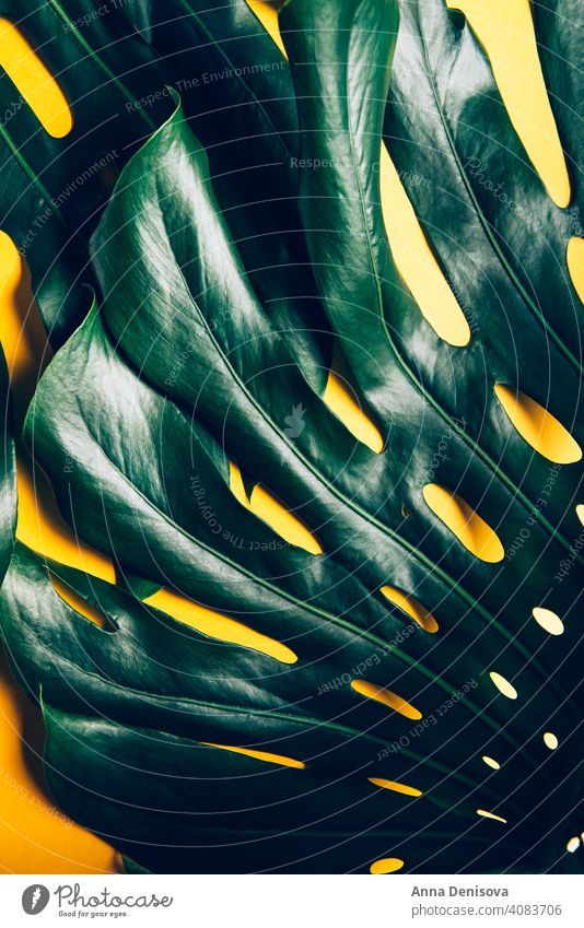Tropical monstera leaves on yellow leaf monstera leaf tropical palm palm leaf plant trendy plant close up flat lay home jungle nature botanical decoration