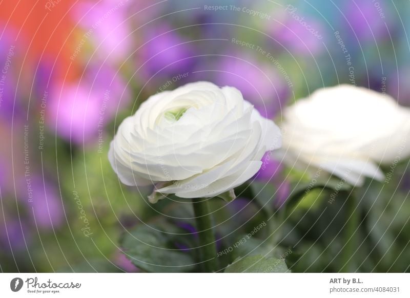 white ranunculus against colorful background First foremost Buttercup Flower blossoms Purity Pure spring colors purple White Green garden season blossomed