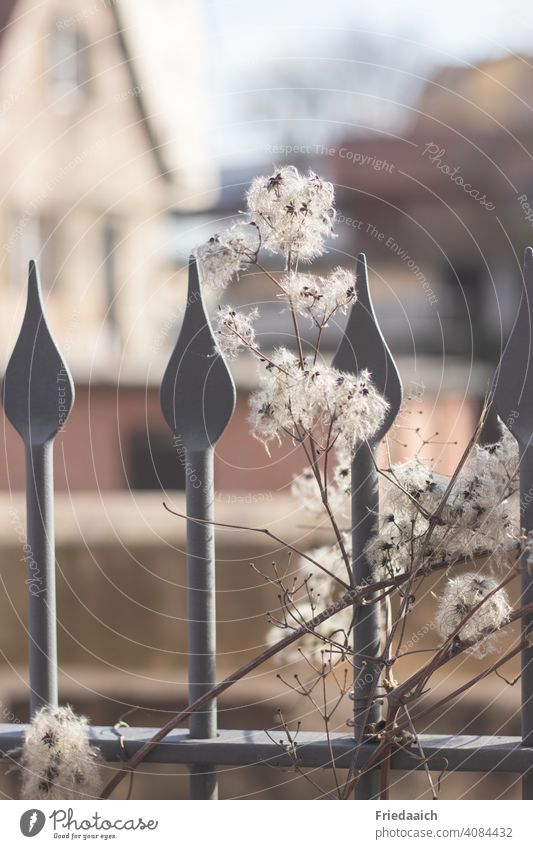 Iron fence with withered clematis and blurred houses in background Fence Creeper Faded partial view Detail blurred background Plant Exterior shot Garden