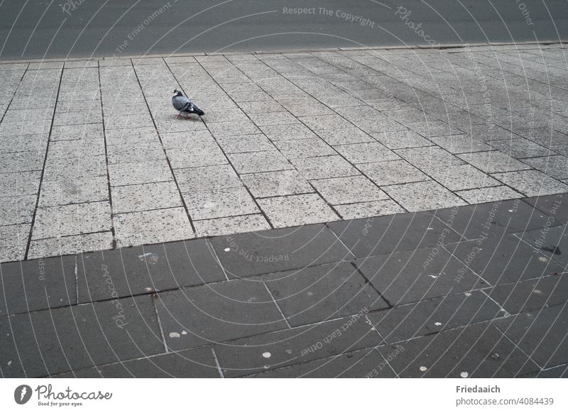 Pigeon on the pavement Animal on one's own Paving stone lines Minimalistic Wide angle Loneliness Subdued colour Gray Roadside Exterior shot Deserted