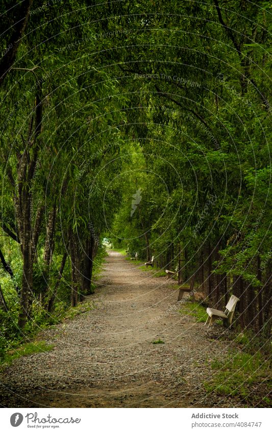 Peaceful empty path in lush green park alley tropical stroll bench cambodia asia silent trees environment road nature beautiful peaceful pathway promenade