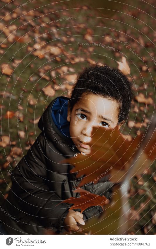 Black boy with autumn twig branch park leaves looking away kid african american nature season fall child delicate fragile joy leisure lifestyle plant sprig