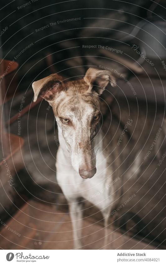 Cute dog behind window home glass pet purebred spanish greyhound animal canine domestic waiting staring friend obedient loyal galgo mammal creature vintage