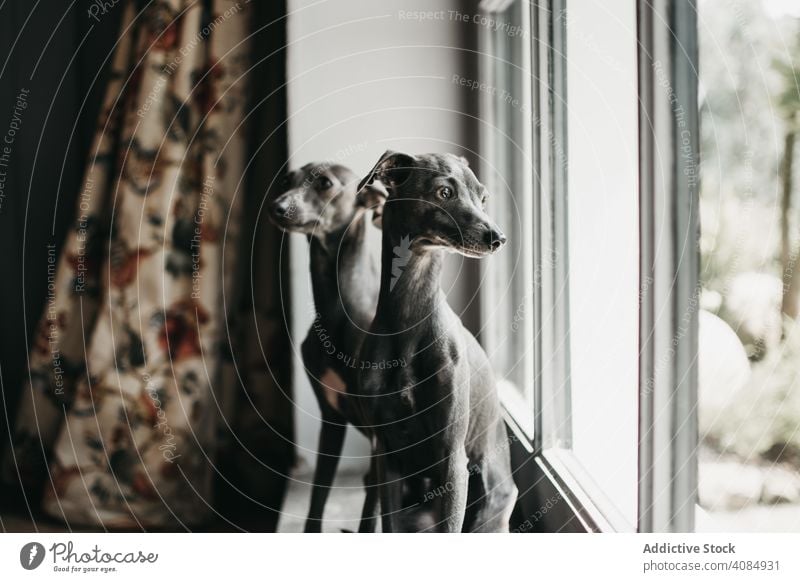Cute dogs looking through window home glass pet purebred spanish greyhound animal canine domestic waiting staring friend obedient loyal galgo mammal creature
