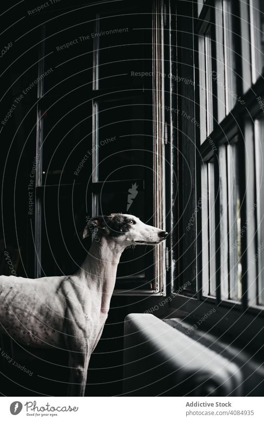 Cute dog looking through window home glass pet purebred spanish greyhound animal canine domestic waiting staring friend obedient loyal galgo mammal creature