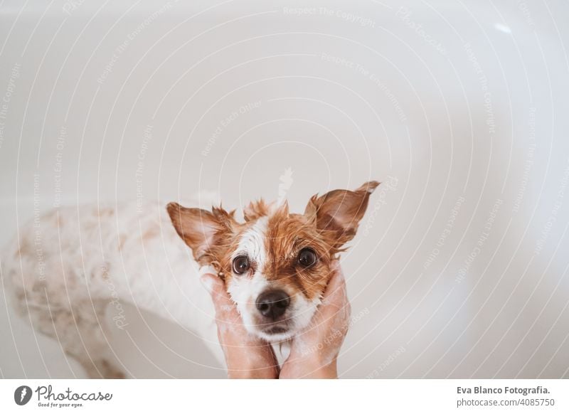 cute lovely small dog wet in bathtub, clean dog. Woman washing her dog. Pets indoors jack russell shower home brown funny animal bathroom soap background