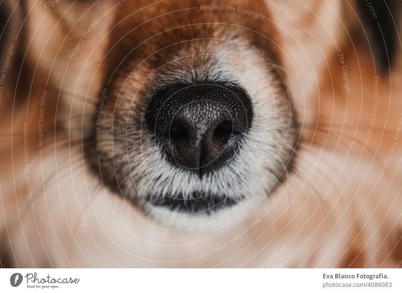close up view of a dog snout. brown fur. macro shot, indoor white nose animal mammal interested sunny smooth whiskers young sense closeup doggy moist detail