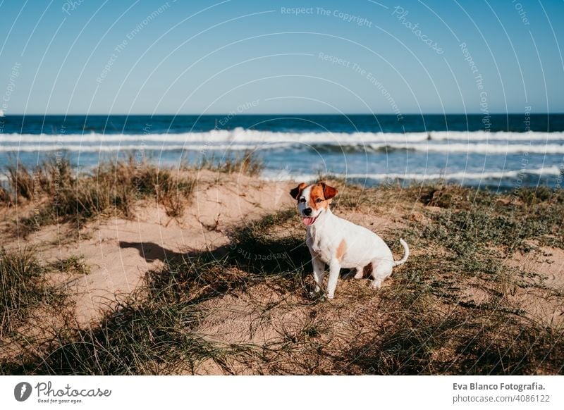 cute small jack russell dog at the beach. Sitting on dunes at sunset landscape summer sitting blue sky vacation holidays white puppy outdoor shore funny