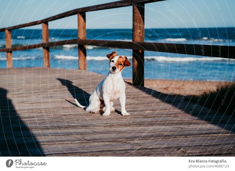 cute small jack russell dog sitting on a wood bridge at the beach at sunset jack Russell wooden dunes landscape summer blue sky vacation holidays white puppy