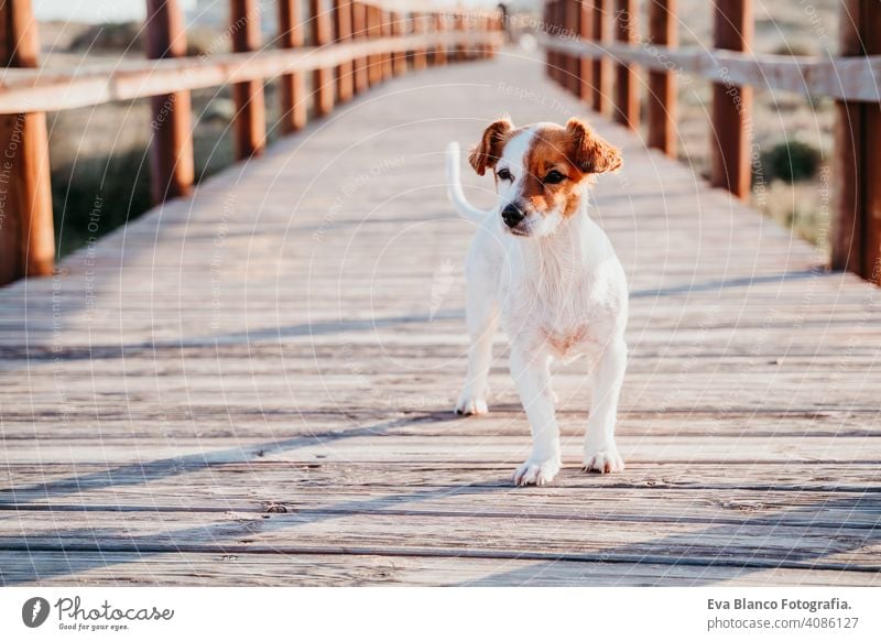 cute small jack russell dog sitting on a wood bridge at the beach at cute small jack russell dog sitting on a wood bridge at the beach at sunset jack Russell
