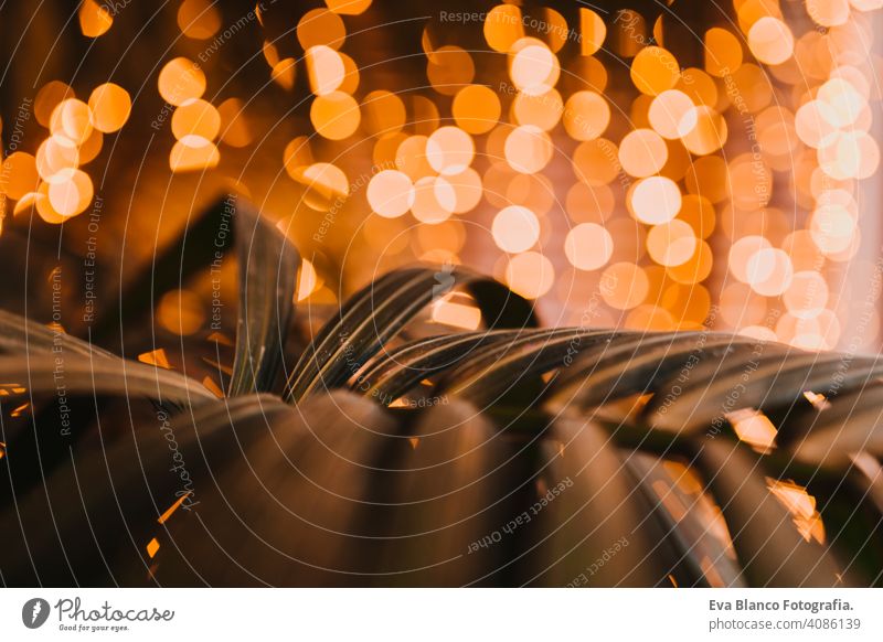 yellow lights background. green leave focused. Indoor decoration concept flare flash blur nightlife circle city abstract gold modern spot bokeh christmas
