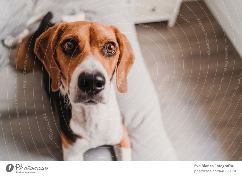 close up portrait of beautiful beagle dog at home pet bed lying house daytime owner nobody young brown white black purebred funny alone domestic playing