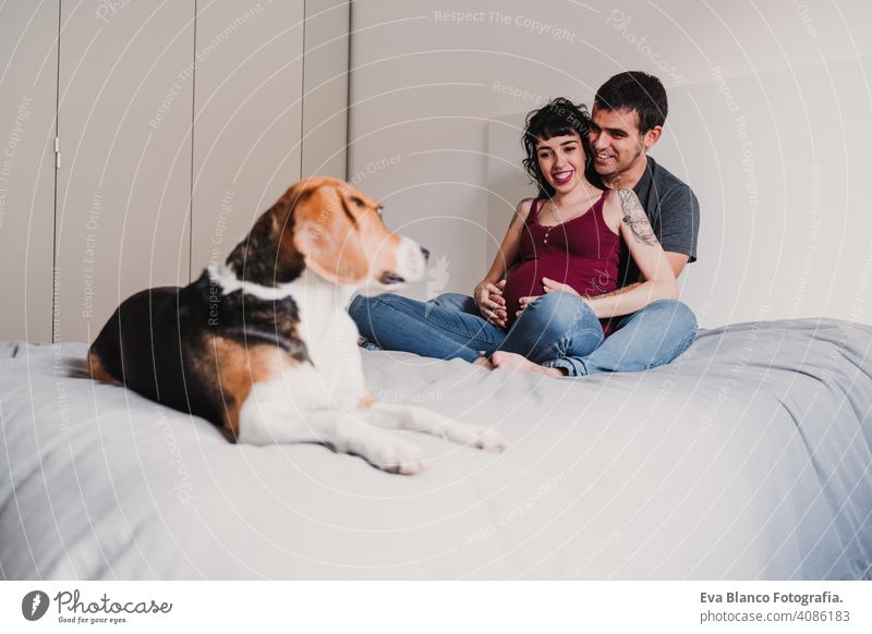 young couple at home hugging. Happy Pregnant woman smiling. cute beagle dog besides paws love pregnant parents expecting sofa kiss parenthood motherhood husband
