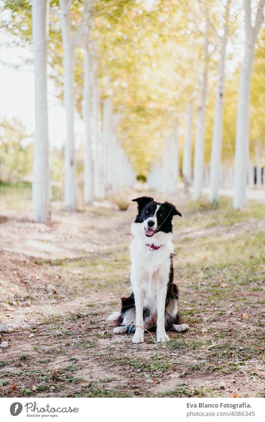 beautiful border collie dog sitting in a path of trees outdoors. pet way nobody intelligent young black white sunny outside grass summer trip activity joy