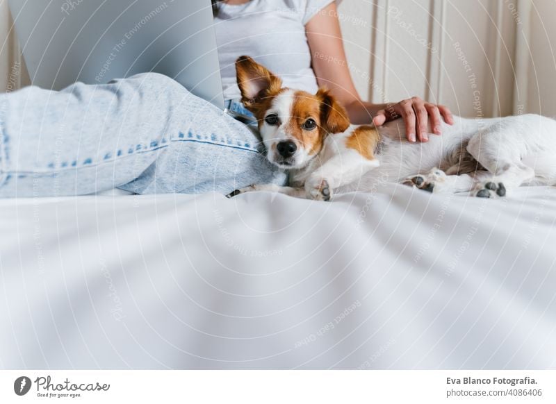 young caucasian woman on bed working on laptop. Cute small dog lying besides. Love for animals and technology concept. Lifestyle indoors jack russell home