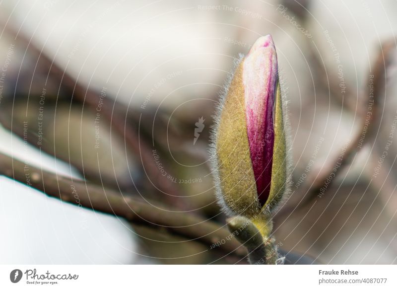 Close up of a slightly opened dark pink magnolia bud Magnolia bud Magnolia blossom going up come into bloom Blossom Spring Pink Magnolia plants Magnolia tree