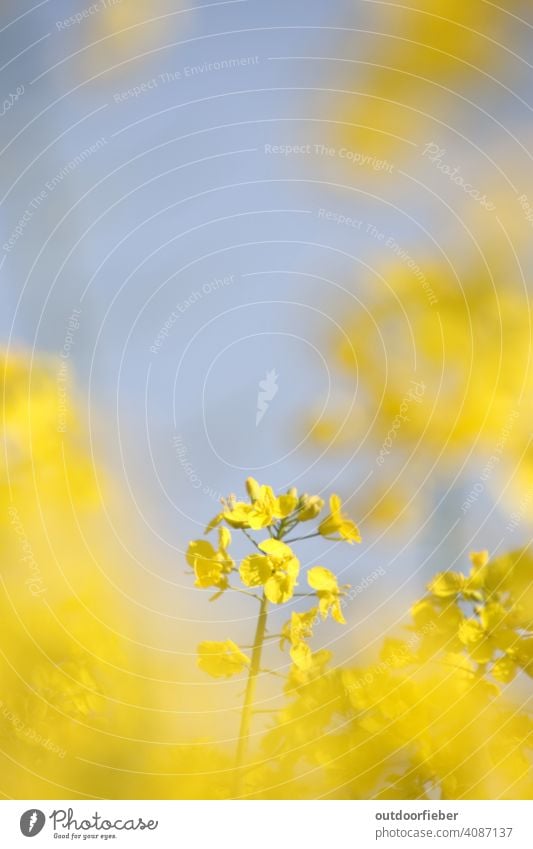 In the rape field Yellow Spring Blue Blue sky Blossoming Nature Sky Canola Canola field cheerful Plant Environment Agriculture Beautiful weather Exterior shot