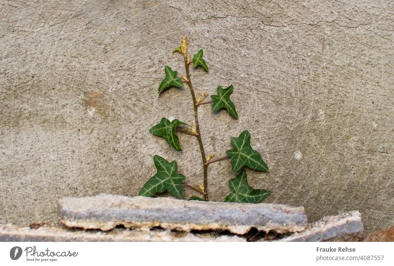 ivy growing fast up a wall behind stones Ivy Green Tendril Wall (barrier) Backyard Wall (building) Plant Overgrown Creeper Gray ivy vine Facade Foliage plant