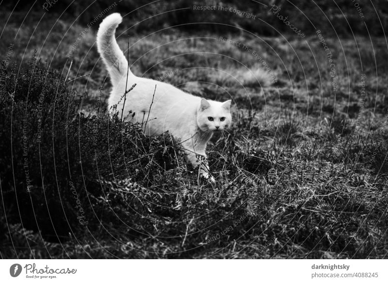 White agile adult cat hunting in close-up on a highland plain Hunting Cat highlands Plain Domestic cat Nature Observe Mammal Exterior shot Pet Animal