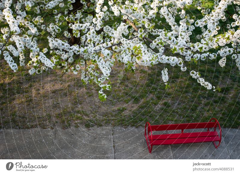 small bench under white flowers red bench Nature Spring Meadow Concrete slab Blossoming Bird's-eye view Cherry tree GDR Garden Cherry blossom Environment