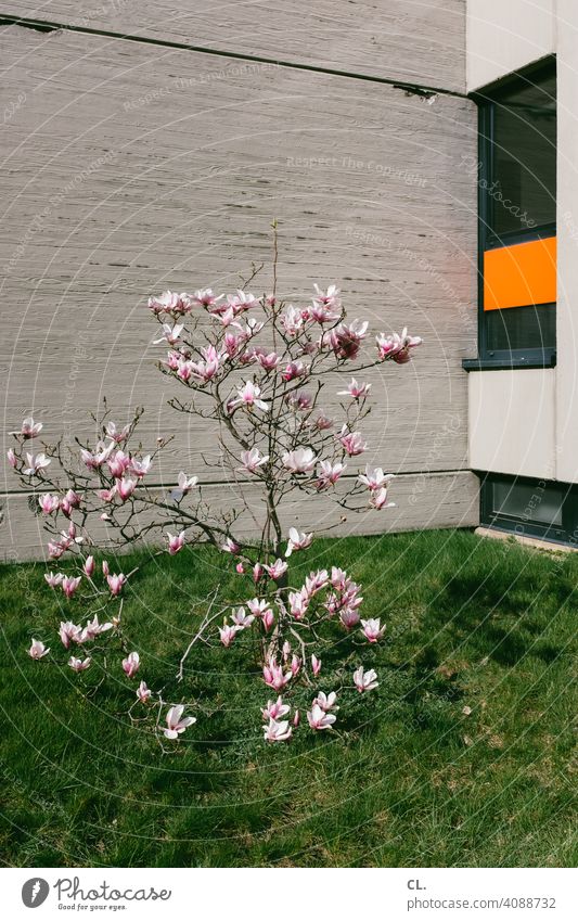 spring bloom Spring Blossom Tree shrub Wall (building) Lawn Window Spring fever Nature Concrete Spring Flowering Blossoming blossom