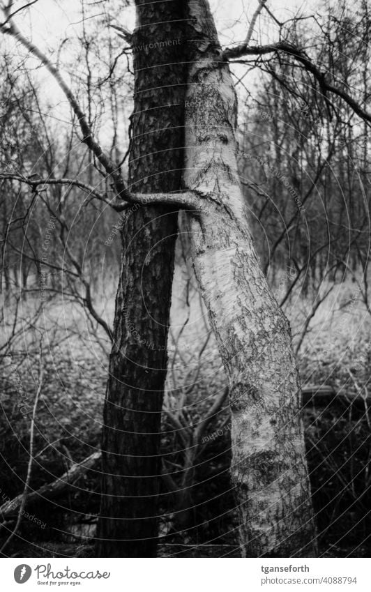 Hugging trees Tree Tree trunk Birch tree Black & white photo ying yang Embrace hugging Hug, friend boyfriend Relationship Outdoors Together Bonding Nature