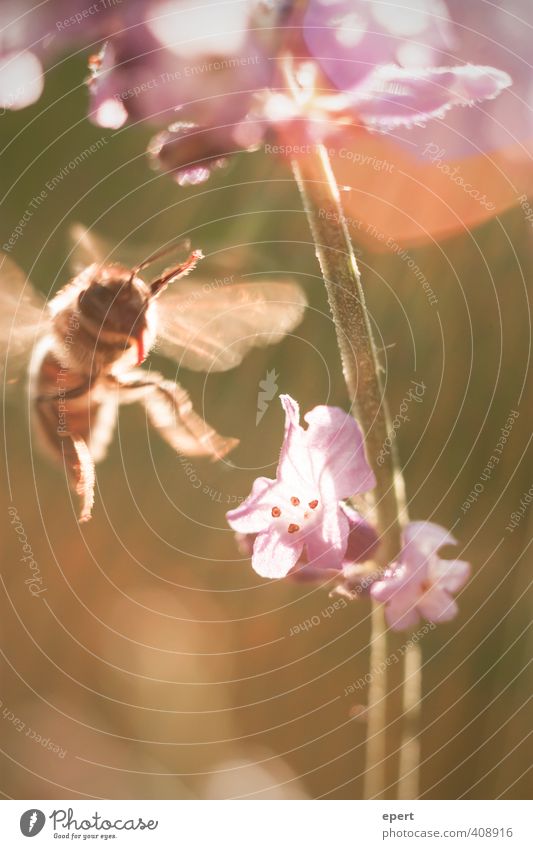 Of the bees and the flowers Nature Sunlight Summer Flower Blossom Animal Bee Insect 1 Blossoming Flying Fragrance Beautiful Purity Movement Ease Colour photo