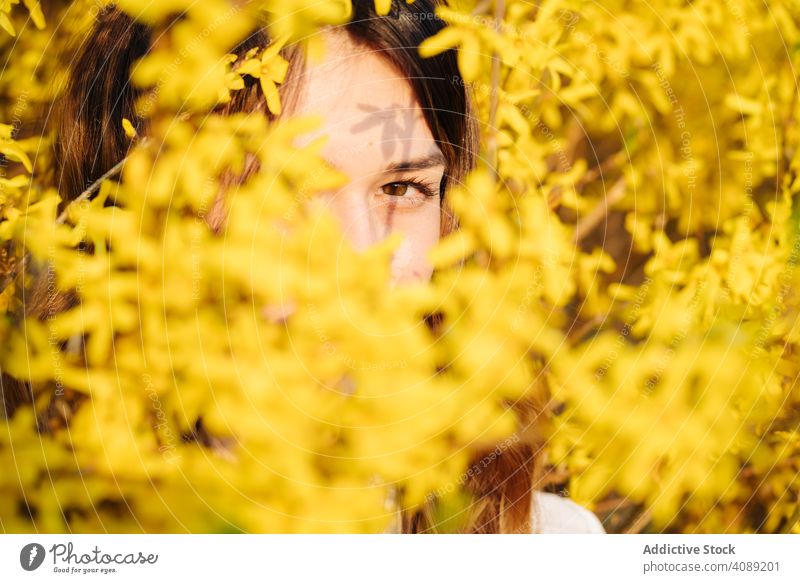 Beautiful woman hiding amidst yellow flowers tree blooming branches spring white smiling garden young female blossom flora plant aroma scent glad pleasure