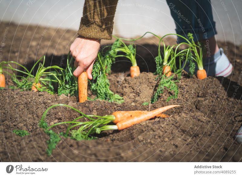 Crop woman harvesting carrot in garden soil pulling sitting sunny daytime farm female organic food vegetable agriculture plant fresh healthy summer natural