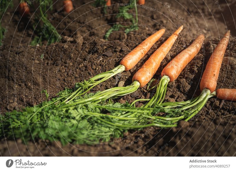 Carrots in dirt ground carrots farm vegetarian season orange healthy agriculture root leaf food delicious vegan unwashed earth green natural ripe garden plant