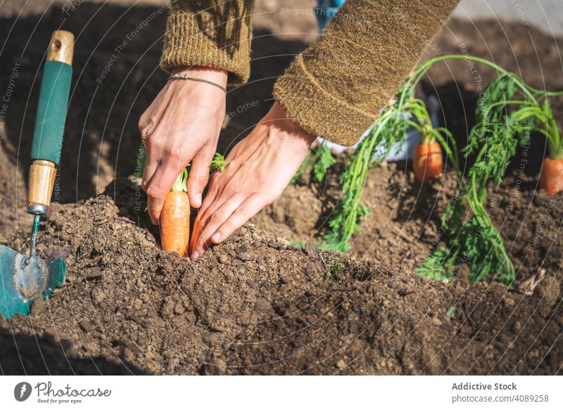 Crop woman harvesting carrot in garden soil pulling sitting sunny daytime farm female organic food vegetable agriculture plant fresh healthy summer natural
