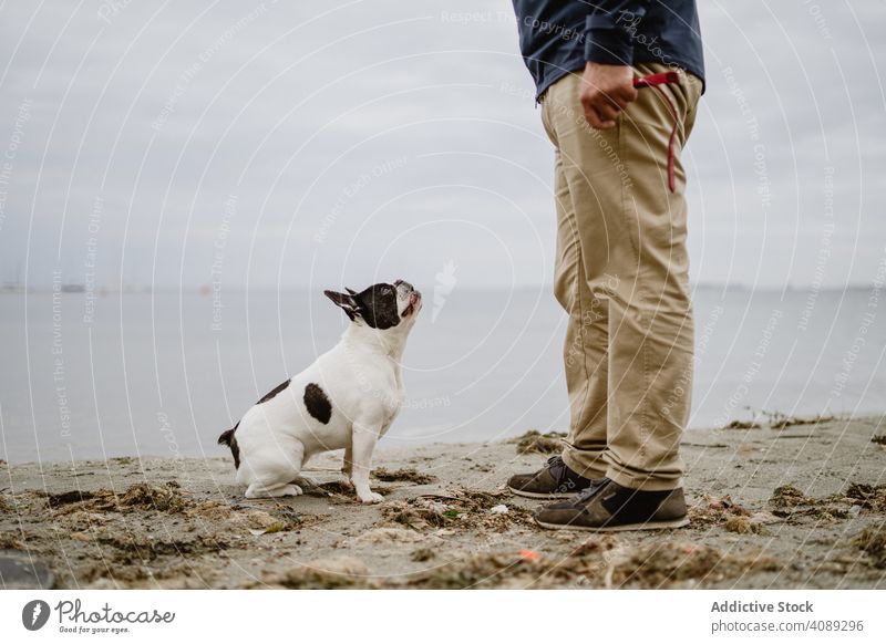Crop man playing with dog on beach sea sand standing pet french bulldog male owner fun animal nature water friend canine purebred pedigree guy casual lifestyle