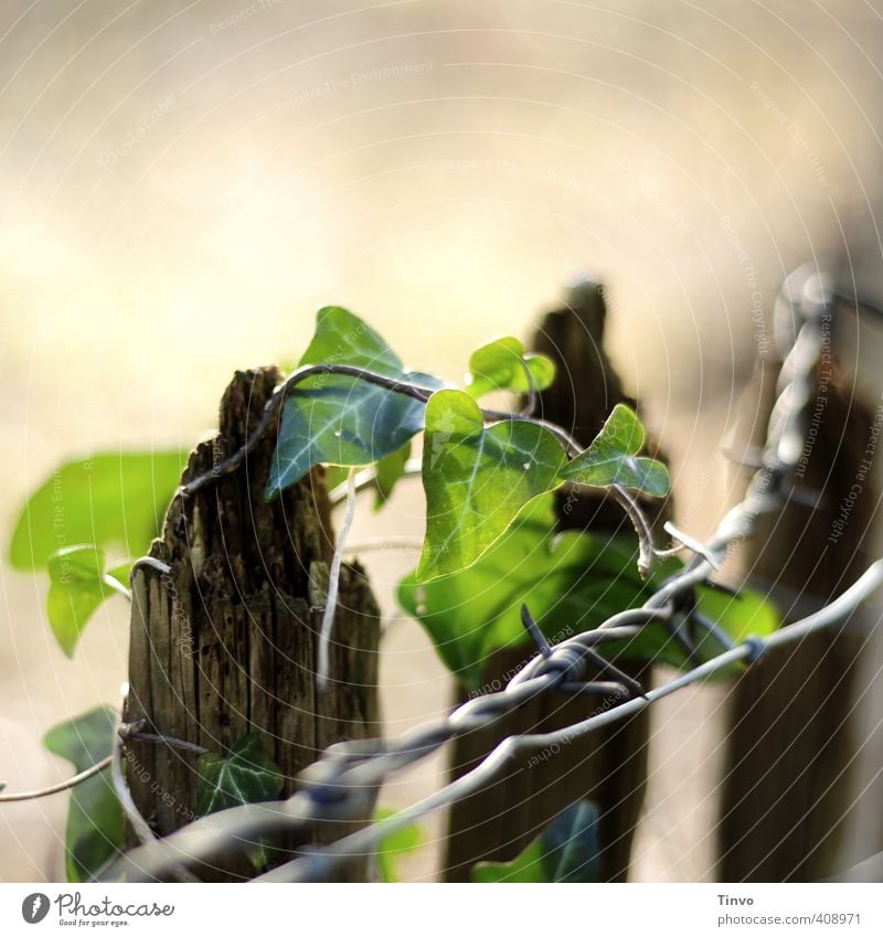 Ivy vines around a ramshackle wooden fence top plus barbed wire Environment Nature Plant Beautiful weather Foliage plant Fresh Brown Gray Green Optimism