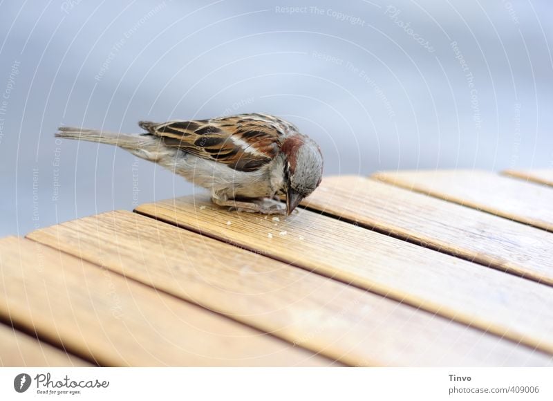 Sparrow picks crumbs from wooden table Bird 1 Animal Feeding Small Cute Blue Brown Gray Crumbs Eating Table Tabletop Wooden table Peck Colour photo